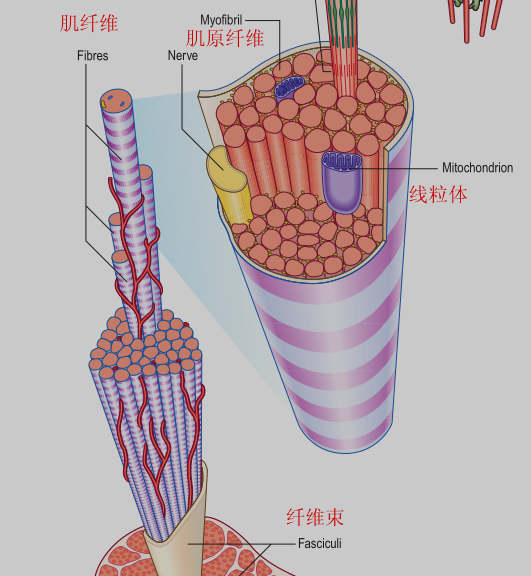 骨骼肌肌束肌纤维肌原纤维肌节