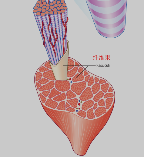 骨骼肌肌束肌纤维肌原纤维肌节