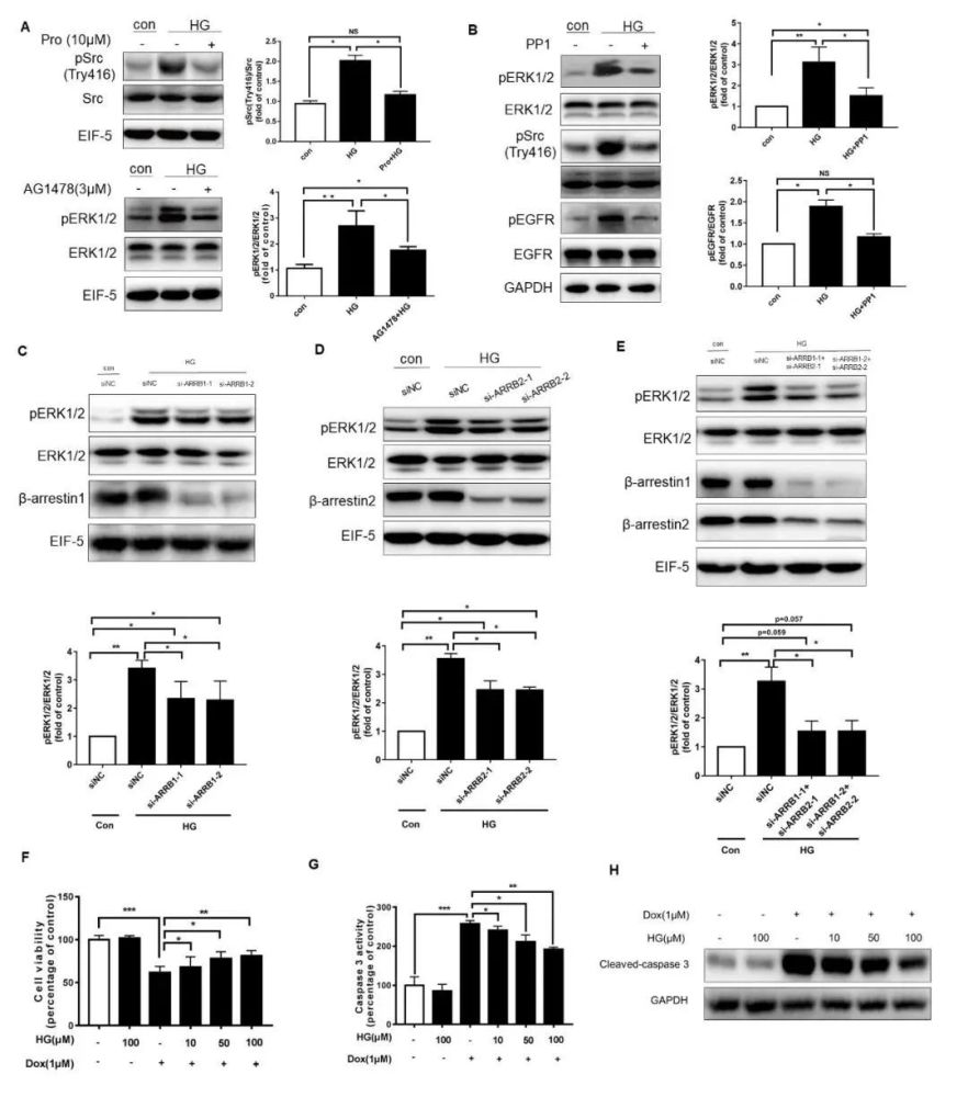 李子健课题组朱海波课题组合作揭示新型β受体激动剂去甲乌药碱偏向