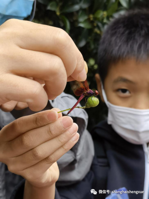 樟腦丸的真身香樟果,還意外邂逅了有著五彩斑斕翅膀的斑衣蠟蟬和過了