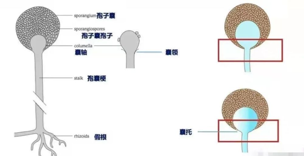众里寻它千百度,蓦然回首,绒绒毛霉在深处