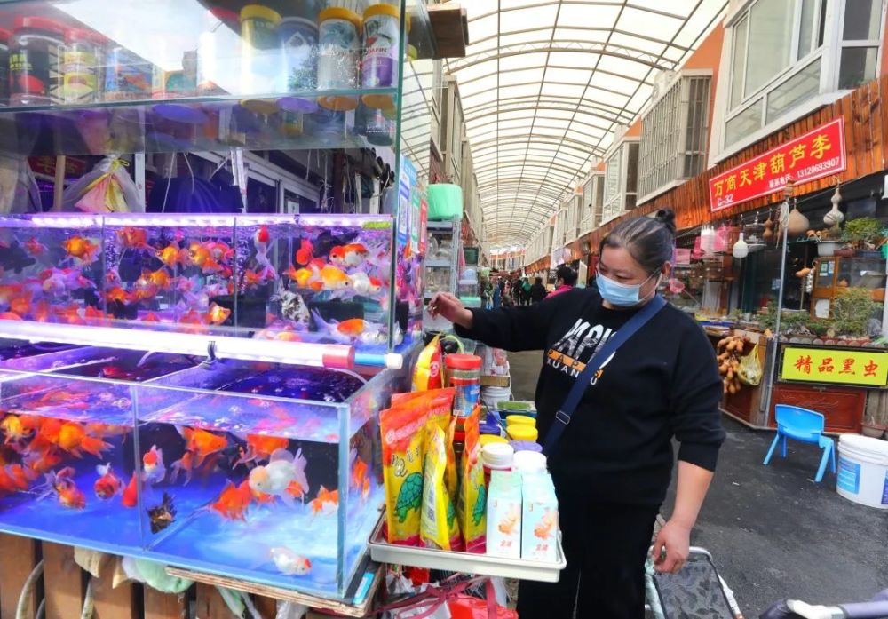 上海市中心最大花鸟市场为何兴旺了20年