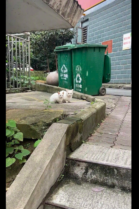 两只猫蹲在垃圾桶旁,一看就是一家子,就差把亲生俩字写脑门上了