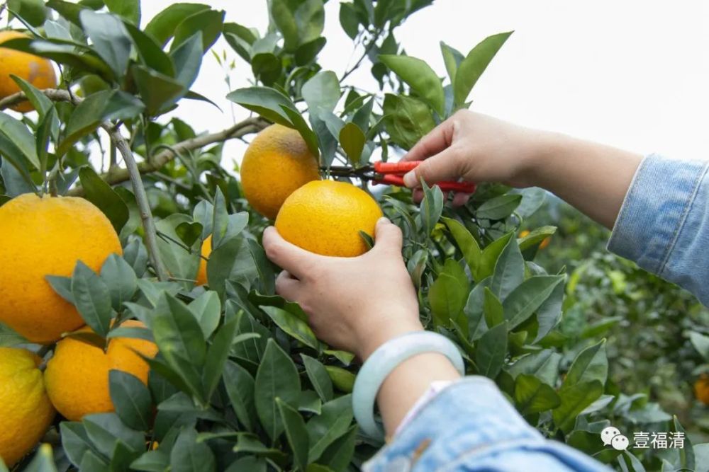 快来摘福清1200亩橙子丰收啦