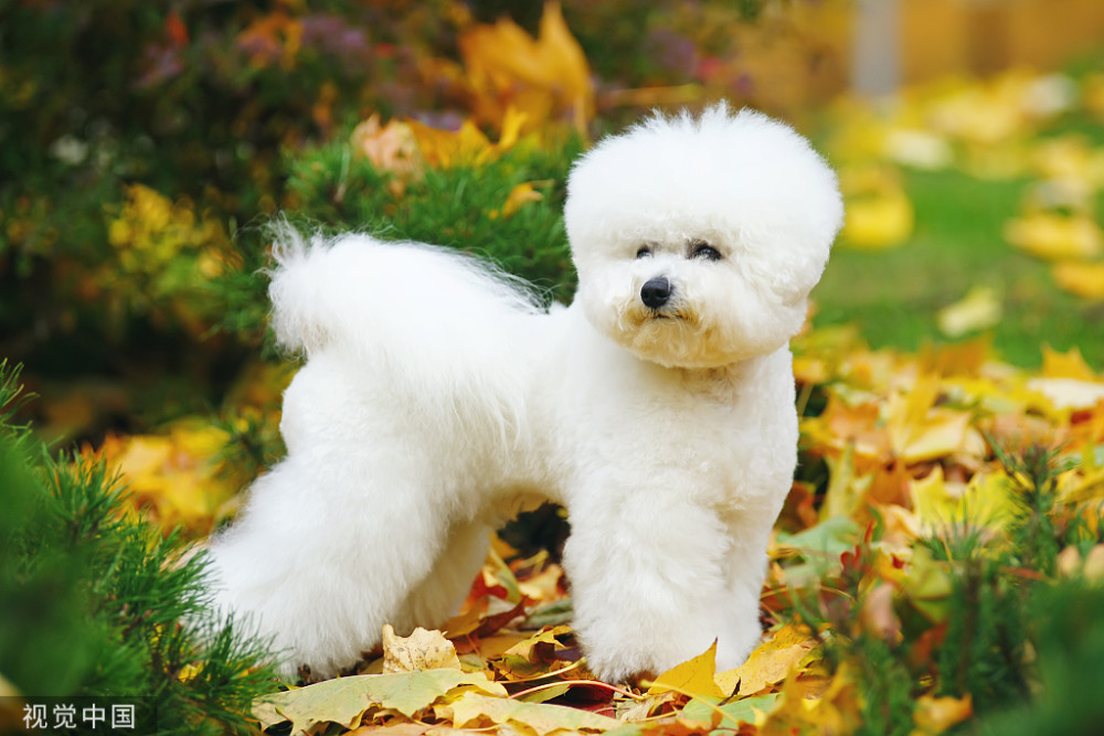 狗狗中的芭比娃娃比熊犬的小科普