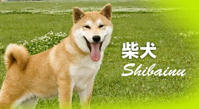 平易近人的日本国民犬柴犬shibainu