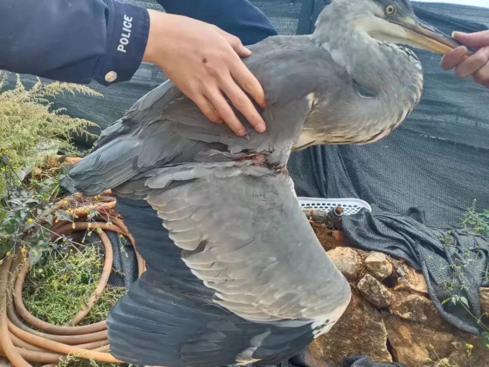 宣威公安救助國家二級保護動物灰鷺