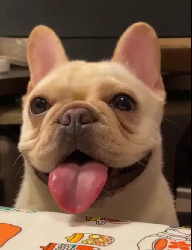 最近很火的狗狗——法斗|狗狗|梗类犬|伴侣犬|英斗|边牧|法国斗牛犬