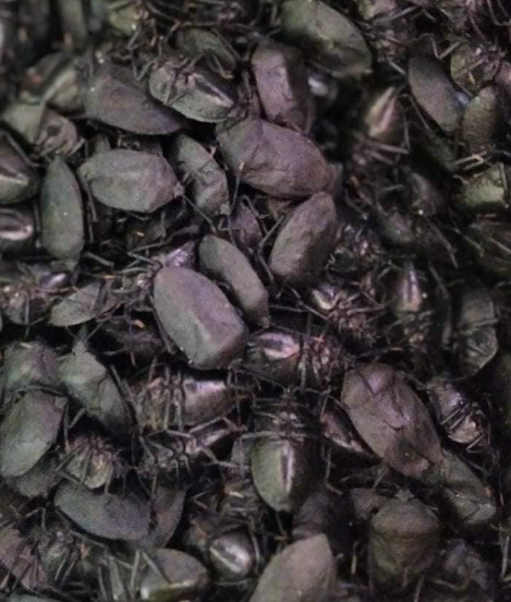 奇怪的生财之道!缅甸河面上全是拿着渔网的人,不!捞!鱼!