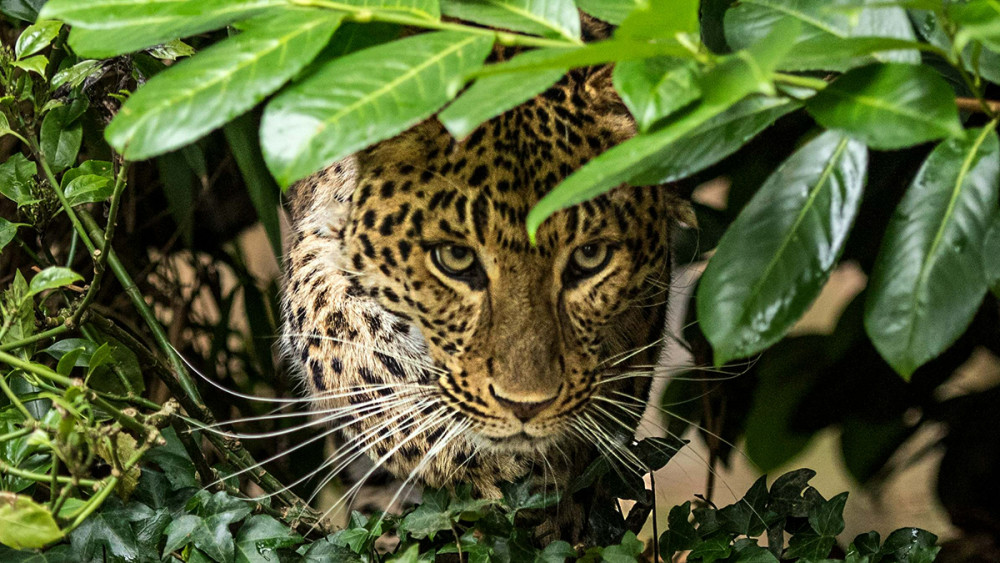 杭州"瞒豹"相关责任人判了,出逃豹子为何不能当野生的放了?