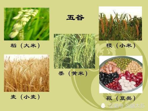 黄帝内经里提到了谷物食物,说五谷为养,五果为助,五畜为益,五菜为充