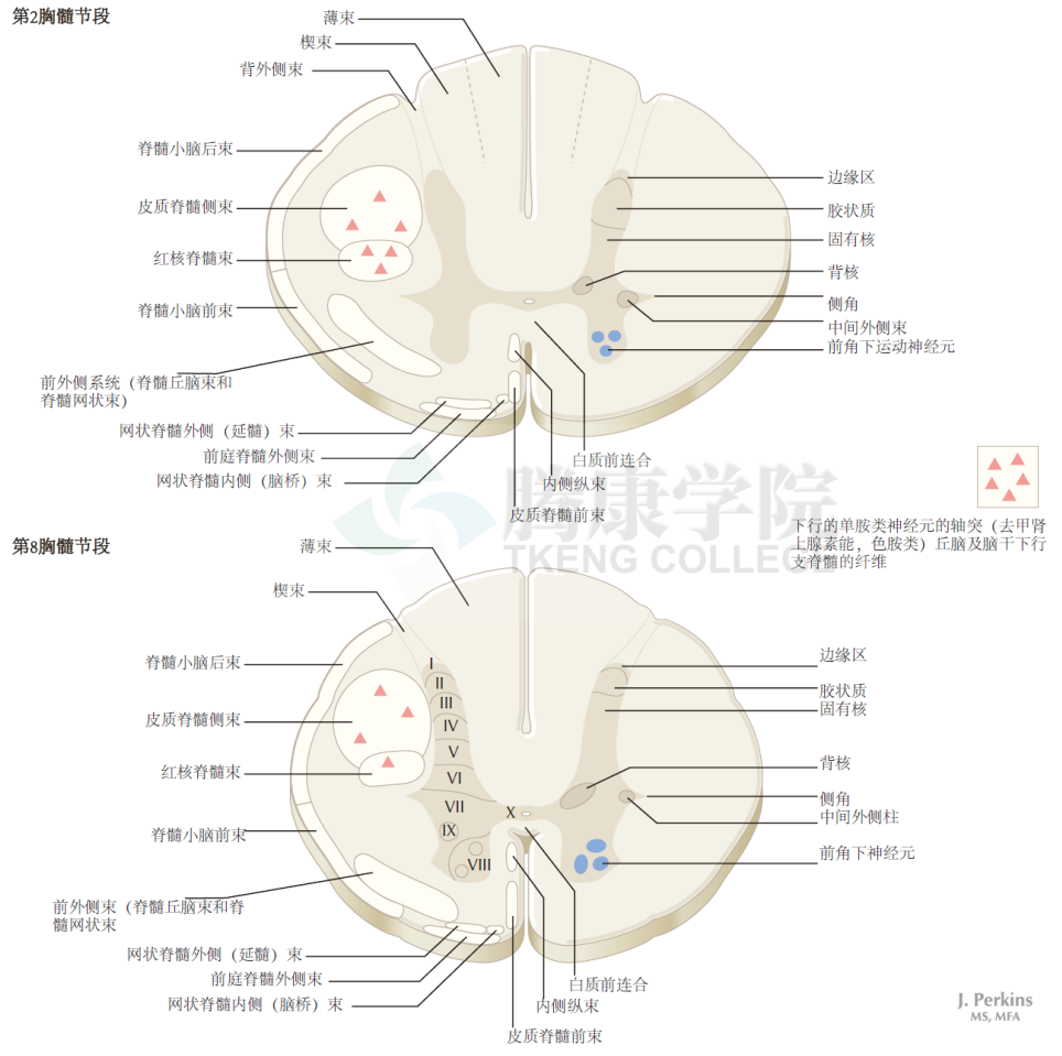 神经解剖学|脊髓平面:颈段,胸段,腰段和骶段_腾讯新闻