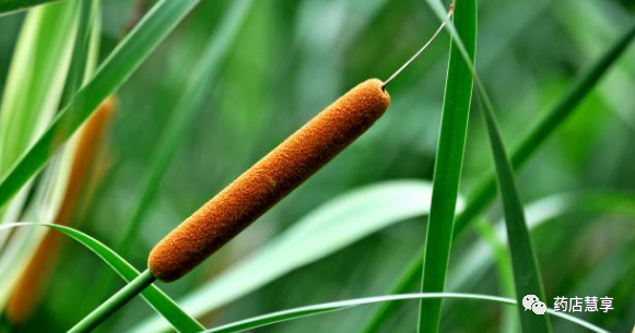 教你学中药——蒲黄