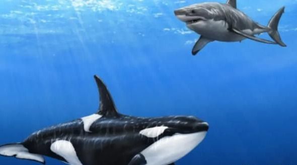 鲨鱼|虎鲸|大白鲨|鲸鱼