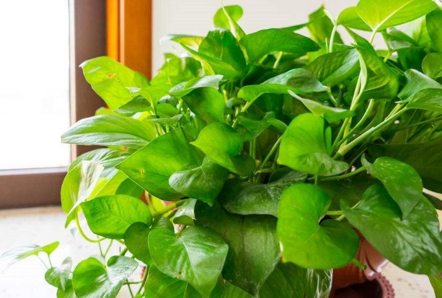 新手养花首选绿萝,好看易上手,多注意这4个层面不黄叶烂根