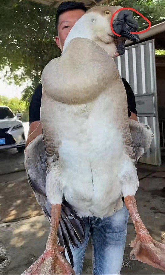 广东潮汕:30斤狮头鹅,可以卖2000元