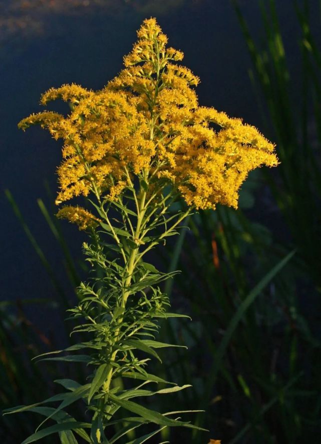 高大一枝黃花(英文名:giant goldenrod)高大一枝黃花(solidago )