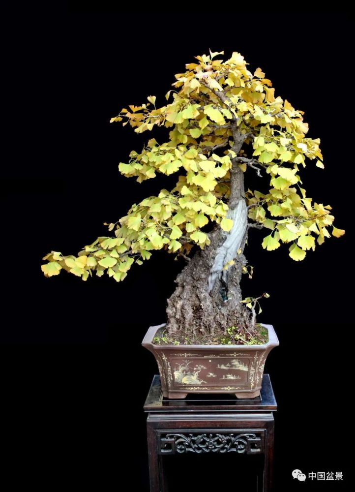 黄大金:请欣赏银杏盆景秋春两季叶色之美.