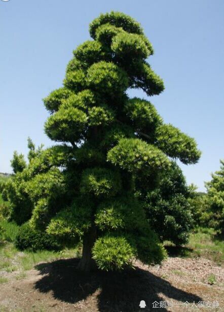 罗汉松,在养殖过程中,温度要控制在15~28℃,以避免温度不适导致生长