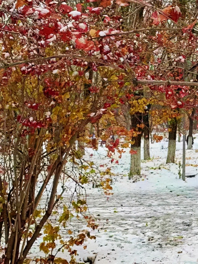 詠雪14范仲淹依韻和提刑太博嘉雪寒英成為雪花雅號