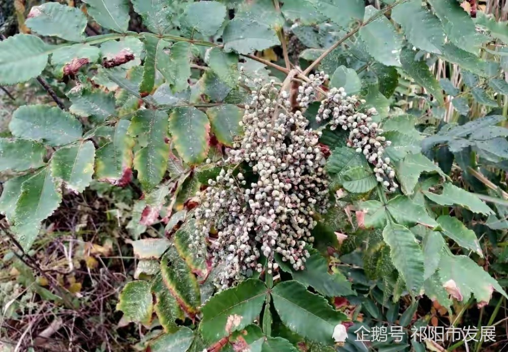 湖南省祁阳市发现了盐树来看看你认不认得