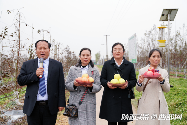 百名主播陕西果业产区行走进礼泉 唱响"礼泉御果"品牌