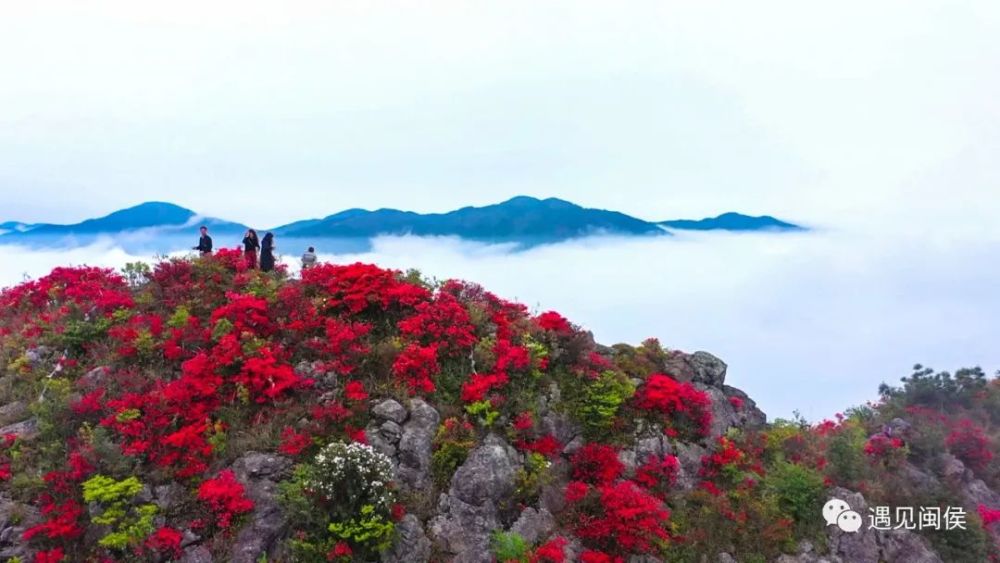 雪峰山城大湖猫儿山杜鹃危必贵/摄