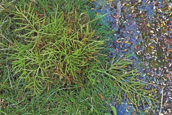 深圳发现濒危植物野生水蕨