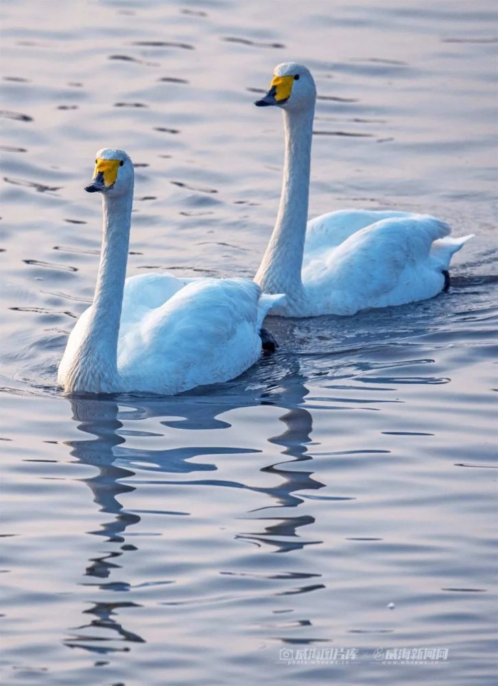 人间精灵天鹅世界