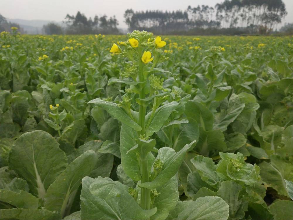 農村6種適合做酸菜的青菜你吃過幾種酸菜這樣製作特別下飯