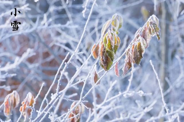 明日小雪丨云暗初成霰点微,旋闻蔌蔌洒窗扉