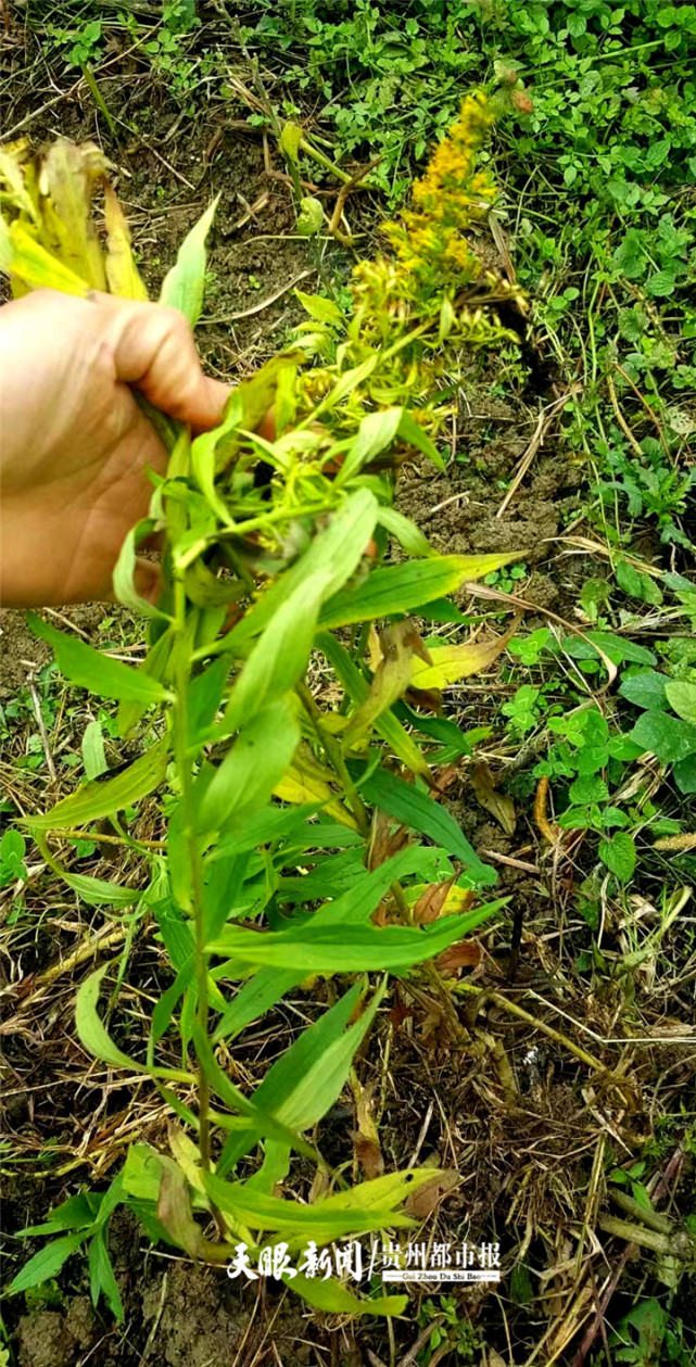 村民剷除焚燬