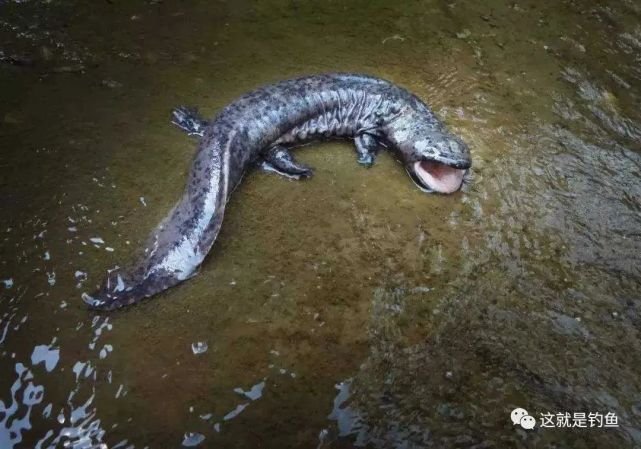中国原生——娃娃鱼|大鲵|世界自然保护联盟