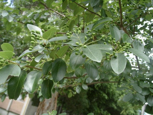 "齐鲁千年树王"的同类树种——流苏树