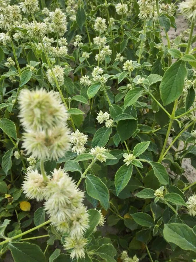 中药鸡血藤的主要来源之一——密花豆