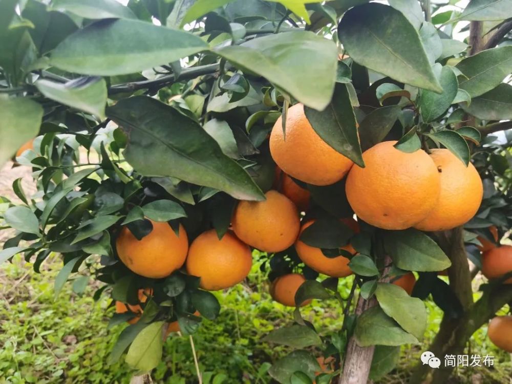 沃柑挂果树在几月份开始控水最好(沃柑可以挂果到几月份)