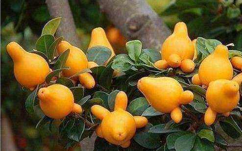 新型花材五代果五指山