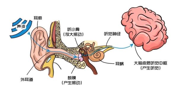 人们听到声音的基本过程大概有三个步骤:声音到
