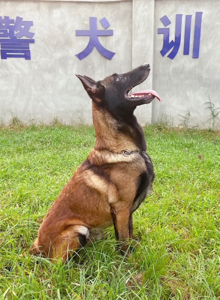辛苦的日常训练结束,警犬们吃啥?
