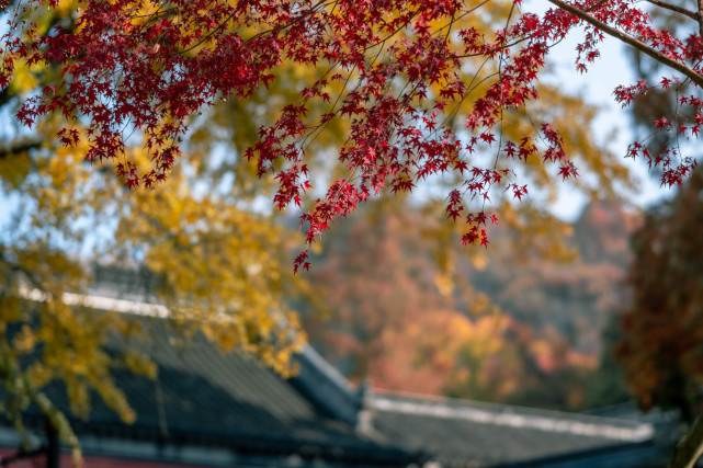 實拍,南京棲霞山真的進入最佳觀賞期啦,層林盡染美不勝收|棲霞山|楓葉