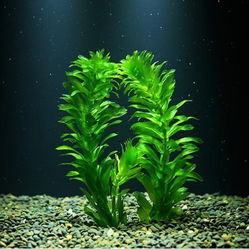 水藻,地球上最早的生命,地球真正的"主人"|水藻|地球|海藻|蓝藻