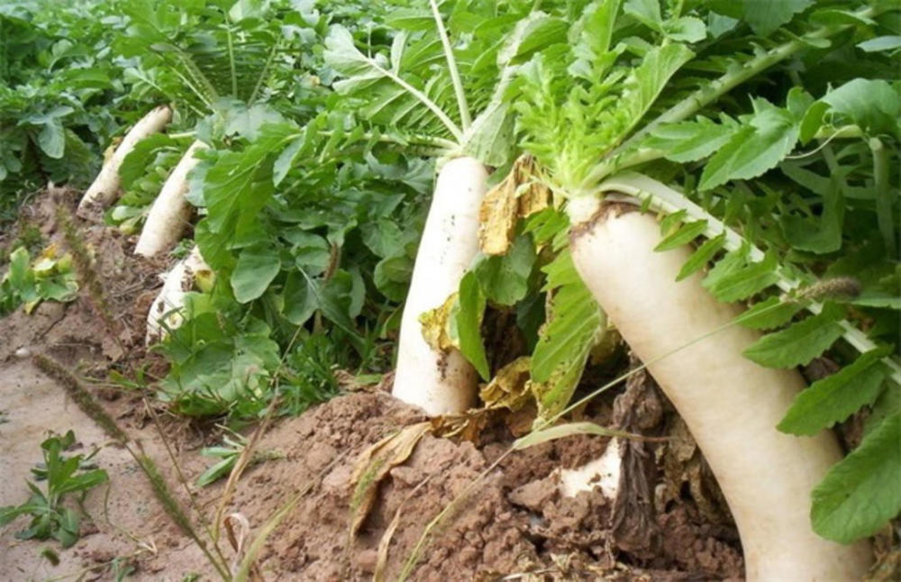 小雪冬吃萝卜好时节巷口红薯正飘香我们的节日口述民俗