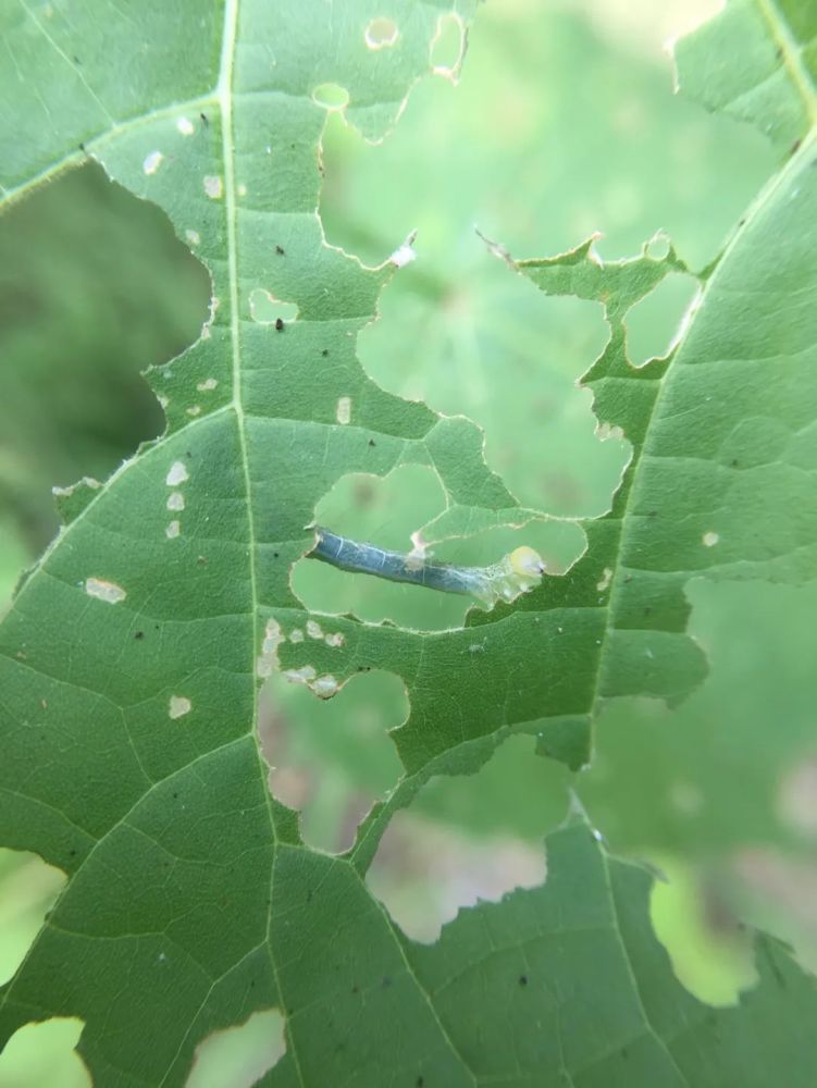 尺蛾的幼虫俗称尺蠖,爬行时身体一屈一伸像用软尺比划着度量长度,大概