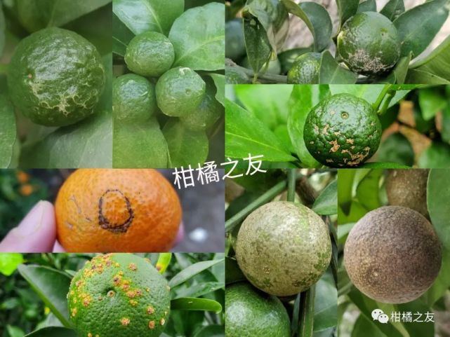 柑橘白癞病什么时候用药(柑橘白赖病用什么药预防)