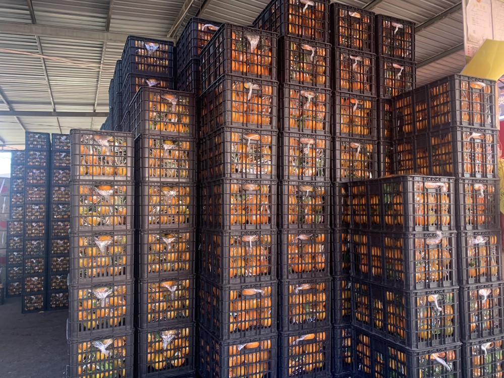 各地橙子在昆明大量上市,冰糖橙,褚橙走俏市场