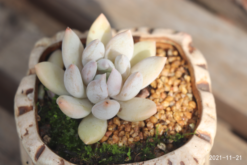 白象牙景天科厚叶石莲属多肉植物2021年新品种小型白粉色系