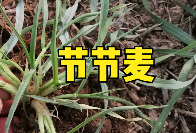 麦田节节麦如何防治掌握5点技巧除草干净且不易发生药害