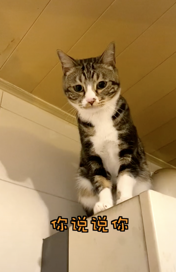 网红"尿尿是只猫"中的"老尿",是一只擅长反客为主的狸花猫,狡黠聪明