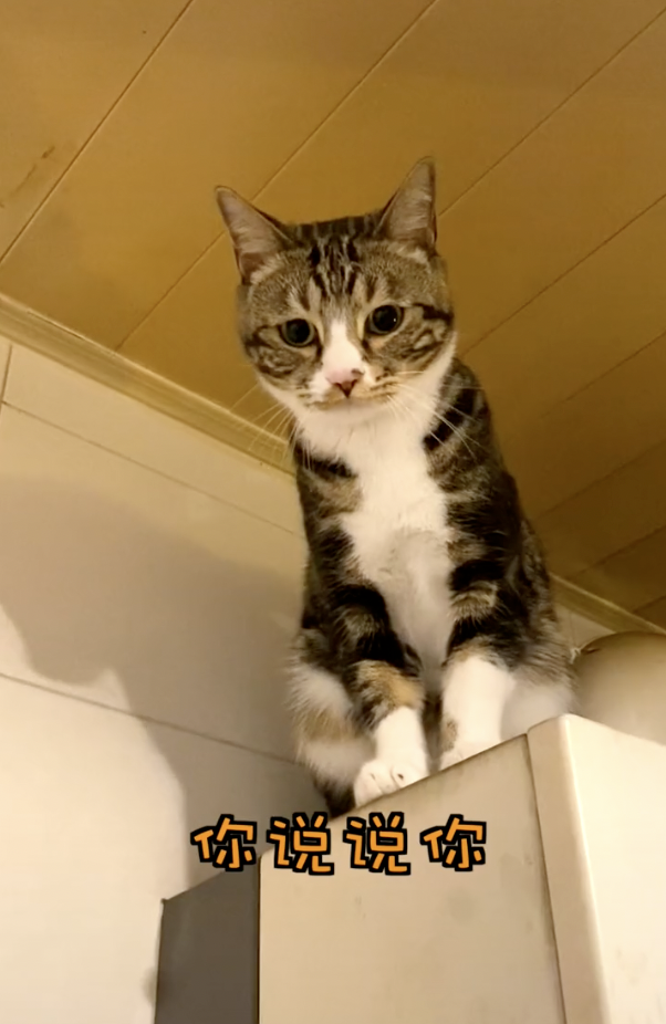 小猫咪很担心你表情包图片