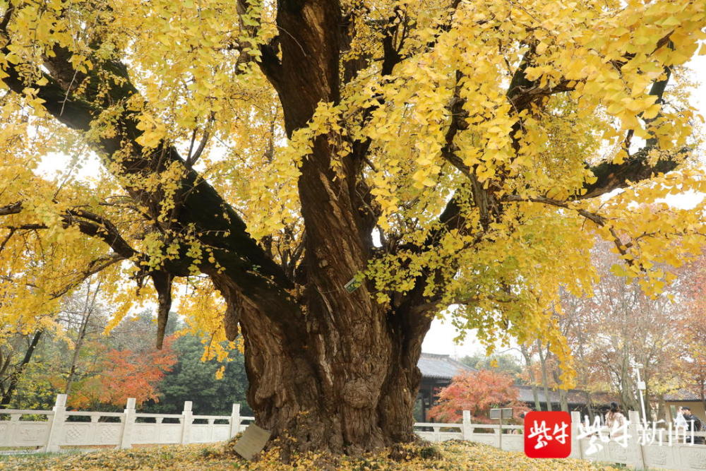 南京惠济寺三棵千年古银杏身披黄金甲美翻了